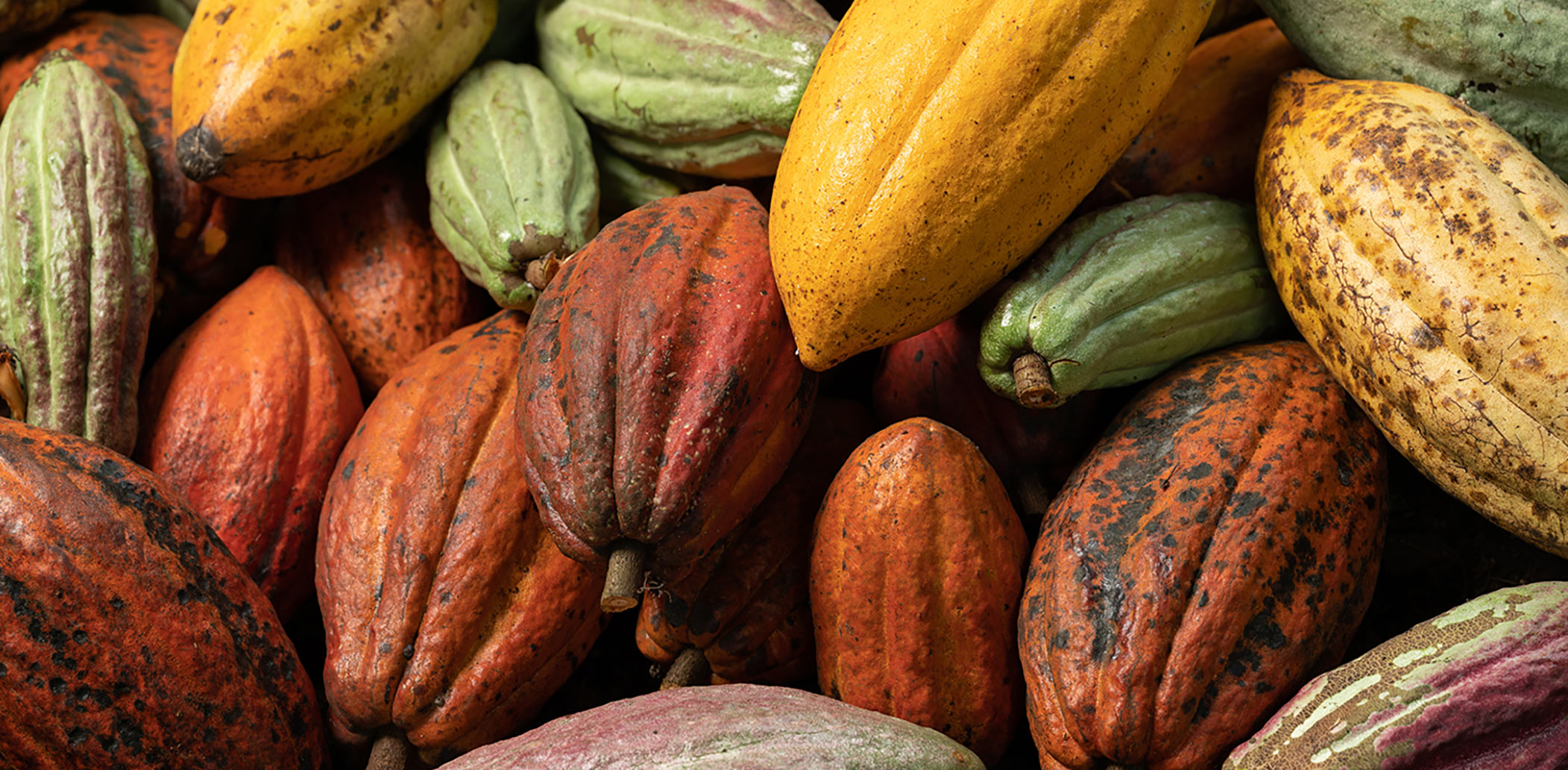 Premium Cocoa Products